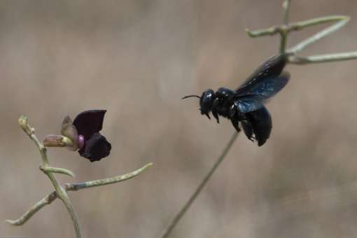 biodiversite aeroport