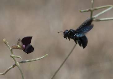 biodiversite aeroport
