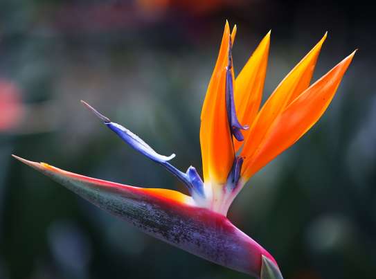 transport des fleurs et des végétaux depuis/vers aéroport de La Réunion